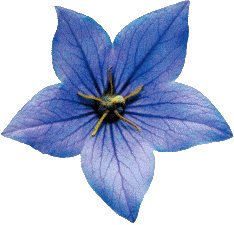 Flower‑Trend Logo